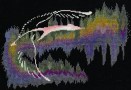 Northern_Lights_511f085b6218a.jpg